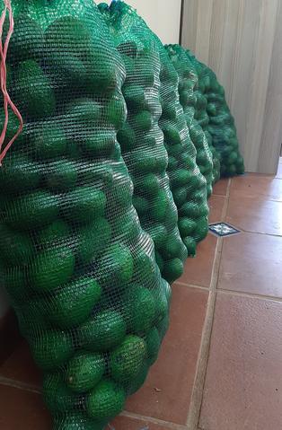 16kg Bag of 1st Grade Avocados Hass