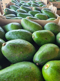 Fuerte Avocado (Each) from X Small to XX Large