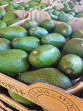 Fuerte Avocado (Each) from X Small to XX Large