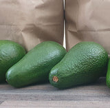 Fuerte Avocado (Each) X Small to XX Large from