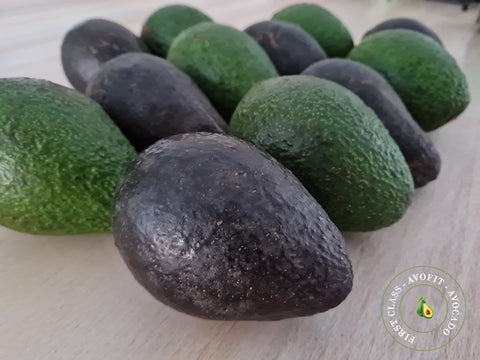 12 Hass Avocados